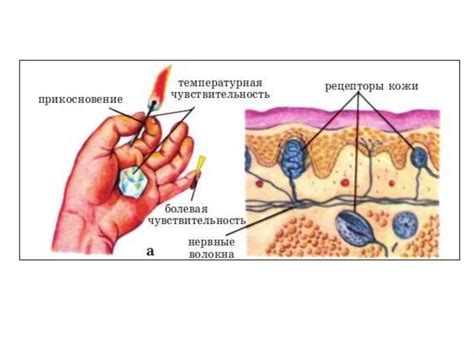 Физиологический механизм кожной чувствительности