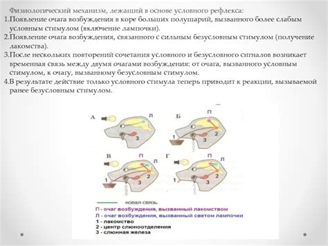 Физиологический процесс, лежащий в основе сквирта