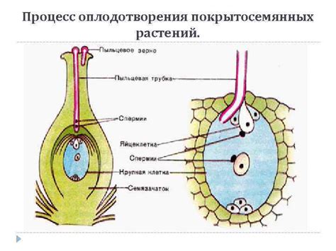 Физиология запыления и опыления у человека