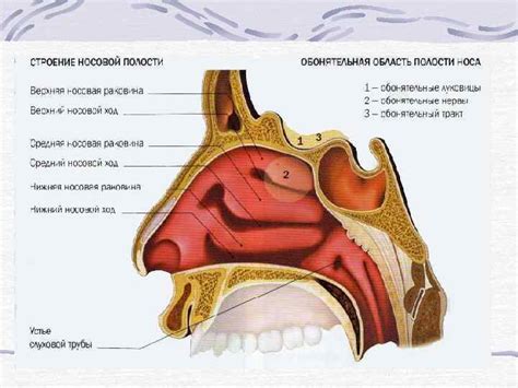 Физиология носа и горла