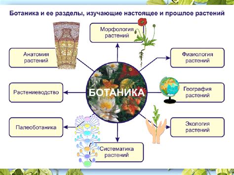 Физиология синичек и ее связь с окном