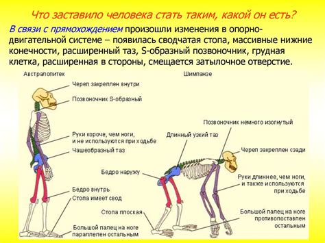 Физические особенности, отделяющие человека от животных