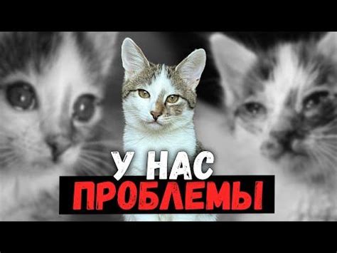 Физические проблемы с котенком