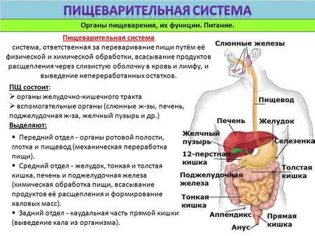 Физические травмы и проблемы пищеварительной системы