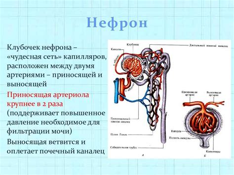 Фильтрация крови через почки