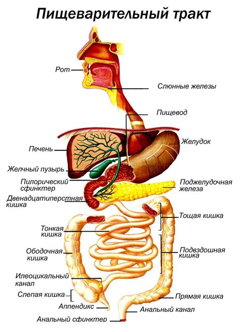 Финики и пищеварительная система