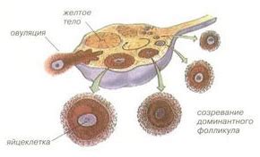 Фолликулярный аппарат яичников: структура и функции