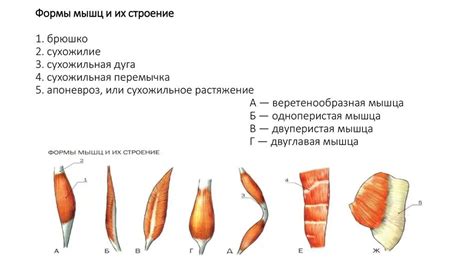 Форма и свойства сухожилий