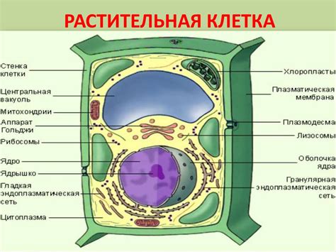 Форма клетки растений и ее особенности