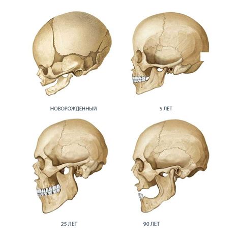 Форма черепа и возможные патологии