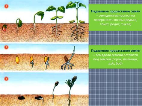 Формирование годичного кольца развития у растений