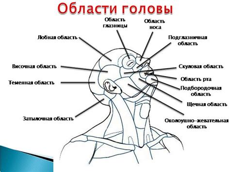 Формирование головы и тела