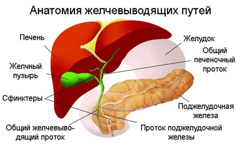 Формирование исходного пигмента желчи