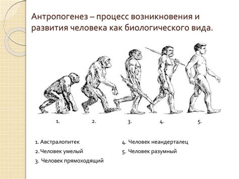 Формирование и развитие биологического организма человека