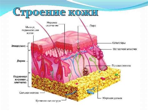 Формирование кожного покрова