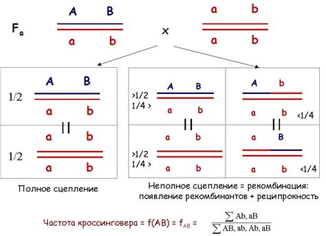 Формирование кроссинговера