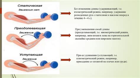 Формирование мышечной силы