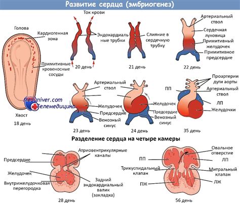 Формирование сердца и сосудов