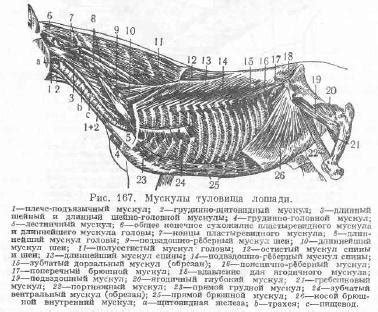 Формирование туловища и хвоста