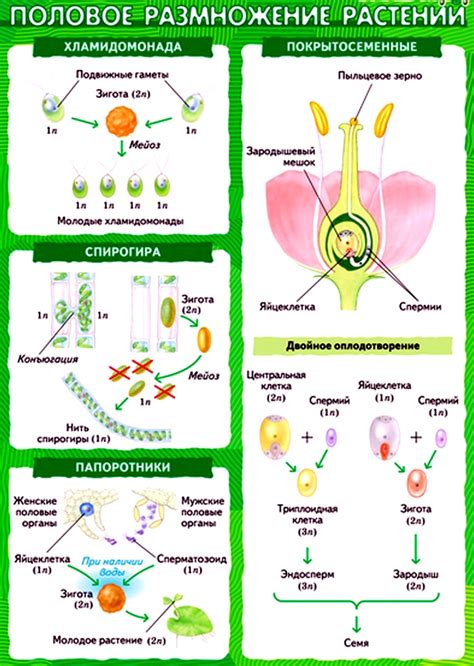 Формы размножения растений