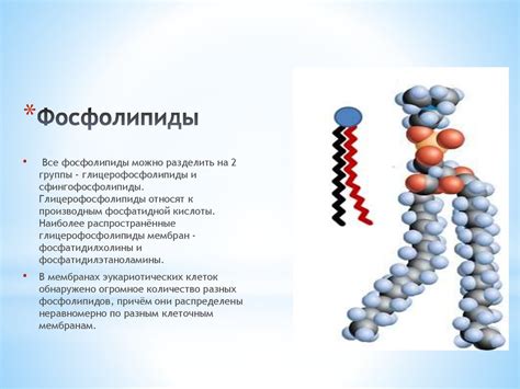 Фосфолипиды