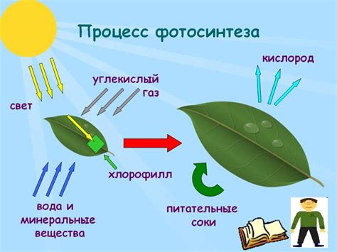 Фотосинтез как доказательство геоцентризма