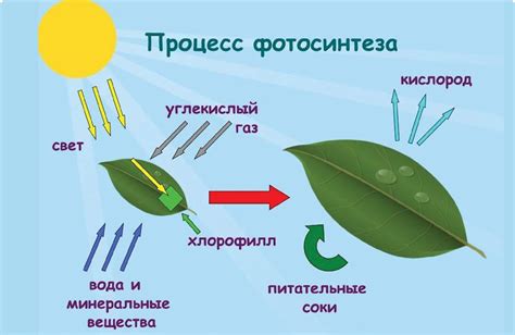 Фотосинтез как обратный процесс