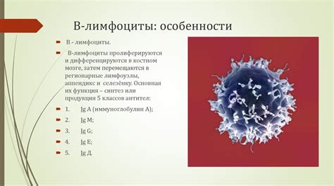 Функции В2 микроглобулина в организме женщин