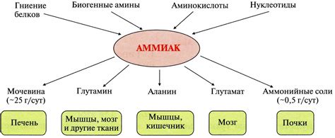 Функции аммиака в организме человека