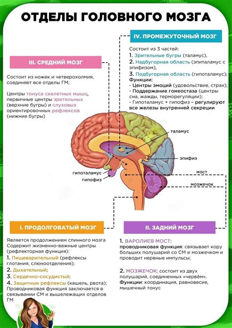 Функции ацетабулы: