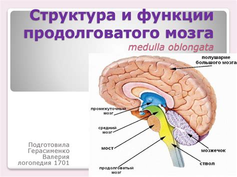 Функции белого вещества продолговатого мозга в работе других областей мозга