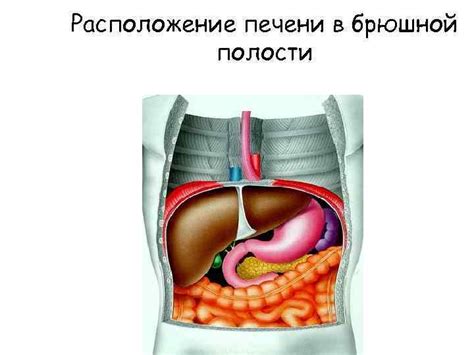 Функции брюшной полости