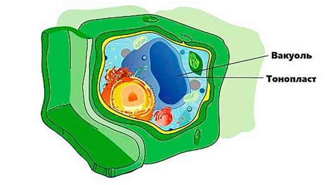 Функции вакуоли в клетках растений