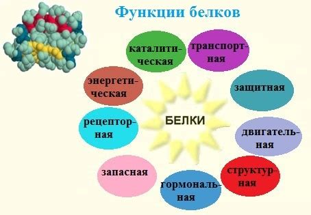 Функции вещества в организме