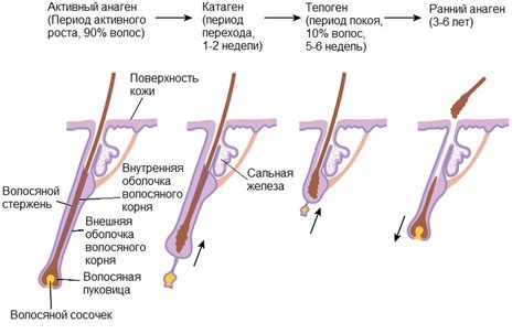 Функции волос на разных частях тела