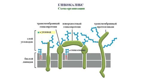 Функции гликокаликса