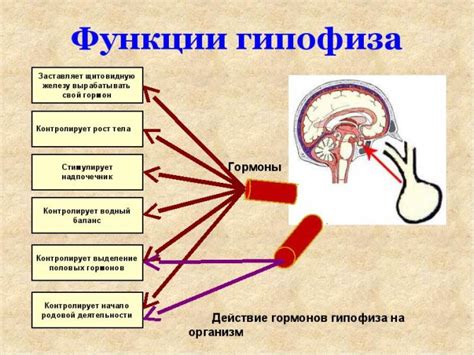 Функции гормона Т4