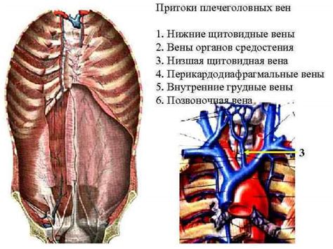 Функции грудной полости