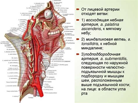 Функции дуплекс сосудов головы и шеи