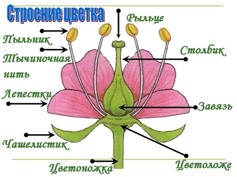 Функции зародыша при увядании цветка