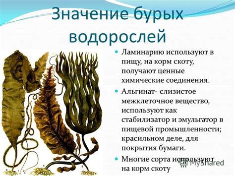 Функции и значение иероглифов водорослей