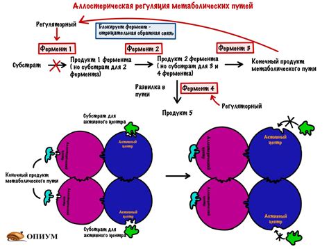 Функции и значения фермента