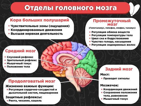 Функции и области ответственности отделов мозга