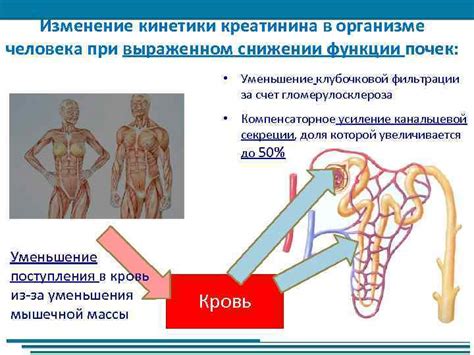 Функции креатинина в организме