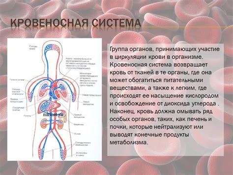 Функции кровеносной системы: доставка кислорода, удаление отходов, иммунная защита