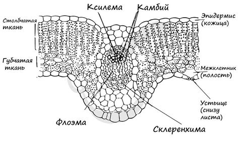 Функции ксилемы в растении