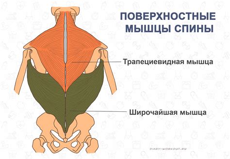 Функции левой боковой части спины