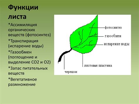 Функции листа в зоне размножения