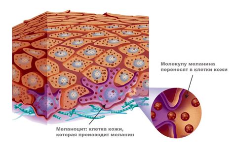 Функции меланина в организме