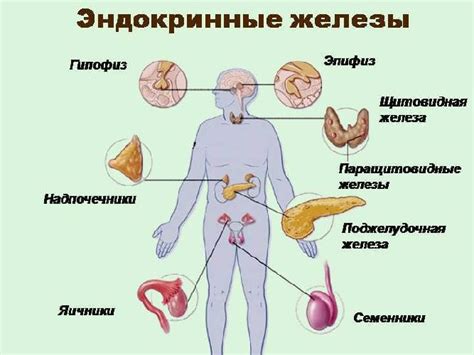 Функции миндалевидной железы в адаптивной реакции организма